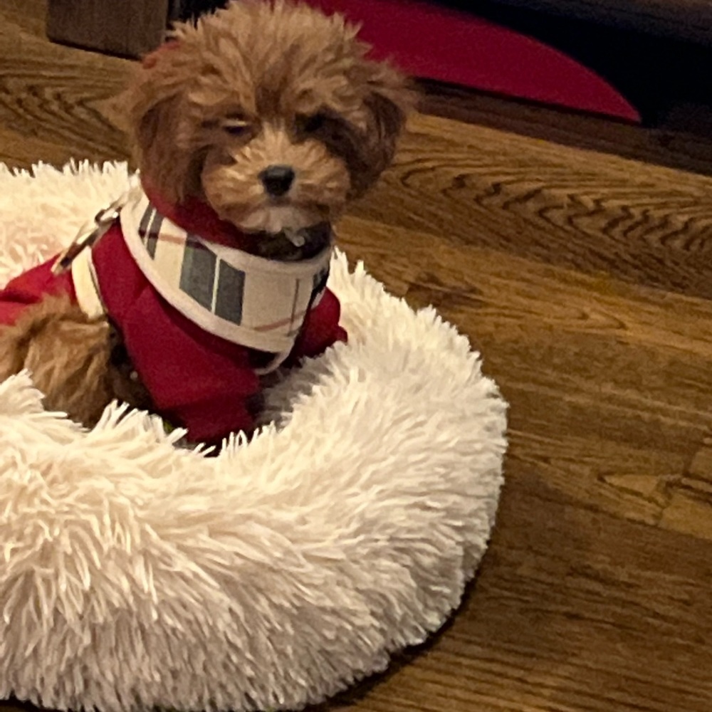 Puppy Red. Hoodie sz XS